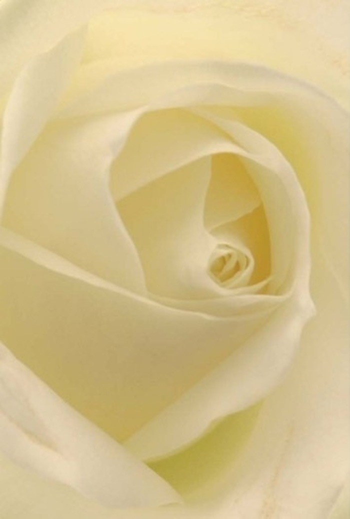 Drawn into close focus, this classic white rose-carefully prepared by experienced hands in Totteridge-is a study in tranquility and elegant layering. The creamy petals merge with shades of soft ivory, illuminated by natural light streaming through a Totteridge window, suggesting that the bloom itself glows gently from within. Every petal's curvature and placement reflects expert care, the kind you'd expect from a florist who understands the quiet sophistication of the area's stately homes and green spaces. It's easy to picture this rose gracing the centre of a wedding table on Totteridge Common, or serving as a sincere gesture of apology or congratulations to a neighbor. The spiral of the core, nearly perfect, radiates purity-while understated shifts in colour and subtle shadow lend depth and dimension. The aroma, clean and barely sweet, is imagined to hang in quiet rooms, offering solace or celebration as needed-a testament to the versatility and appeal of Totteridge's finest floral artistry.